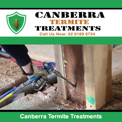 Applying termite treatment to wooden post in Canberra